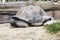 Great tortoise moving over sand