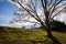 Great tree in countryside field - Wide angle back light