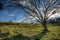 Great tree in countryside field - Wide angle back light - HDR High Dynamic Range