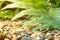 Great tropical foliage outdoor in the humid morning air. The dense green flora in the background is new growth that I planted on