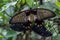 Great tropical mormon knight butterfly