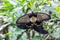Great tropical mormon knight butterfly