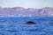 Great whale emerging from the deep sea of the Gulf of California that joins the Sea of Cortez with the Pacific Ocean.