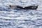 Great Whale tail diving in the deep sea near the Cape Saint Luke Arch in the Gulf of California that separates the Sea of Cortez