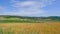 Great wheat agricultural field and green hill