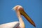 Great white african pelican bird on a bright blue background.