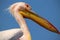 Great white african pelican bird on a bright blue background.