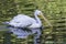 Great White American Pelican