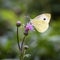 Great White Angel Butterfly ; Pieris brassicae