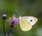 Great White Angel Butterfly ; Pieris brassicae