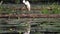 Great white bird cleaning feathers