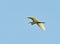 Great White or Common Egret flying