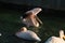 Great white or eastern white pelican, rosy pelican or white pelican is a bird in the pelican family.It breeds from southeastern