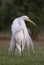 Great White Egret