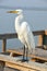 Great White Egret