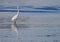 Great white egret