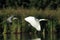 Great white egret Ardea alba flying