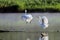 Great white egret (Ardea alba) morning dance birds