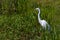 A Great White Egret, (Ardea alba), Out Hunting for a Meal at Brazos Bend, Texas.