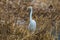 Great white egret ardea alba standing in reed in winter