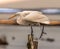Great White Egret balancing on one leg