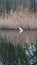 Great white egret in Bijlmerweide reed lands reflection