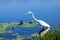 Great white egret bird