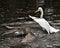 Great White Egret bird stock photo.  Black-crowned Night Heron juvenile bird stealing fish from the Great White Egret.  Image.