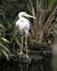 Great White Egret bird Stock Photo.   Great White Egret bird head close-up profile. Image. Picture. Portrait. White colour bird.