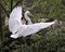 Great White Egret bird Stock Photo.  Great White Egret bird perched with stretch wings with foreground and background foliage.