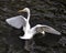 Great White Egret bird stock photo.  Image. Portrait. Picture. Close-up profile view background foliage. Spread wings. Angelic