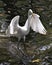 Great White Egret bird stock photo.  Image. Portrait. Picture. Close-up profile view. Landing on water. Spread wings. Angelic