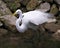 Great White Egret bird stock photo.  Image. Portrait. Picture. Close-up profile view moss rock background. Fluffy feathers plumage