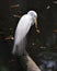 Great White Egret bird stock photo.  Image. Portrait. Picture. Close-up profile view. Water background. Angelic white bird