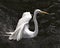 Great White Egret bird stock photo.  Image. Portrait. Picture. Close-up profile view water background. Spread wings. Angelic white