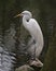 Great White Egret bird stock photo.  Image. Portrait. Picture. Close-up side profile view background water. White feathers plumage