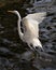 Great White Egret bird Stock Photo.  Image. Portrait. Picture. Spread wings. Stretching. Water background
