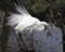 Great White Egret bird Stock Photo.  Image. Portrait. Picture. White feathers plumage. Fluffy plumage. Beautiful bird