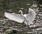 Great White Egret bird stock photos. Great White Egret Portrait. Image. Picture.  Bird flying. Spread wings. Stretching wings.
