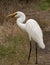 Great White Egret Captures Snail at Corkscrew Swamp Sanctuary