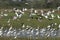 Great White Egret, casmerodius albus, Group standing in Swamp with Scarlet Ibis, Red-billed whistling duck, Roseate spoonbill and