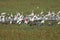 Great White Egret, casmerodius albus, Group standing in Swamp with Scarlet Ibis, Red-billed whistling duck and White-faced