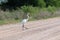 Great White Egret casually strolling across a dirt road