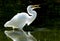 Great White Egret with a Catch