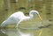 Great White Egret Catches Algae