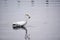 Great White Egret Catches Fish in the Bay