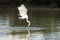 Great white egret catching fish