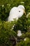 Great White Egret with chick