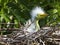 Great White Egret chick in the nest