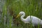 Great White Egret in contrast to a green paddy field